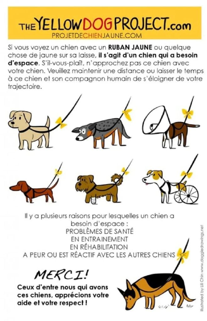 Les r&egrave;gles &agrave; suivre avec un chien au ruban jaune