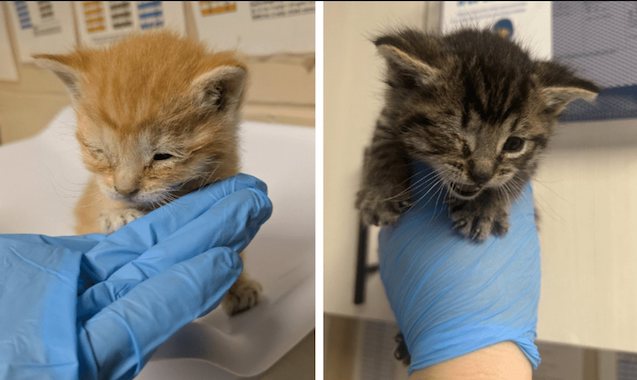 Les chatons secourus 