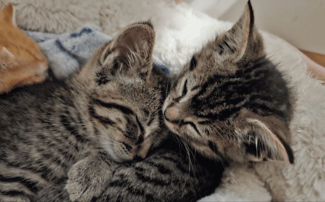 Les chatons secourus 