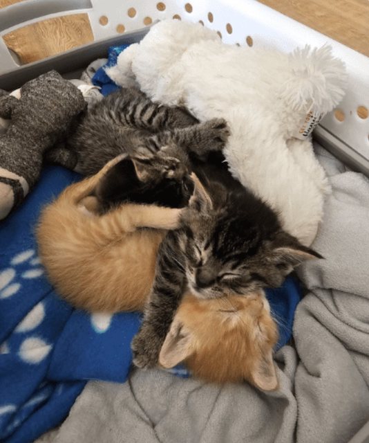 Les chatons secourus 