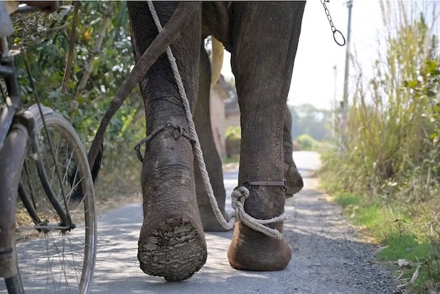 Veer, l'&eacute;l&eacute;phant secouru 