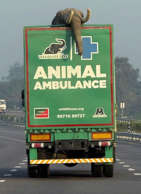 Veer, l'&eacute;l&eacute;phant secouru 