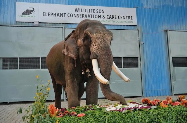 Veer, l'&eacute;l&eacute;phant secouru 