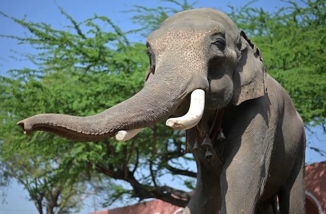 Veer, l'&eacute;l&eacute;phant secouru 