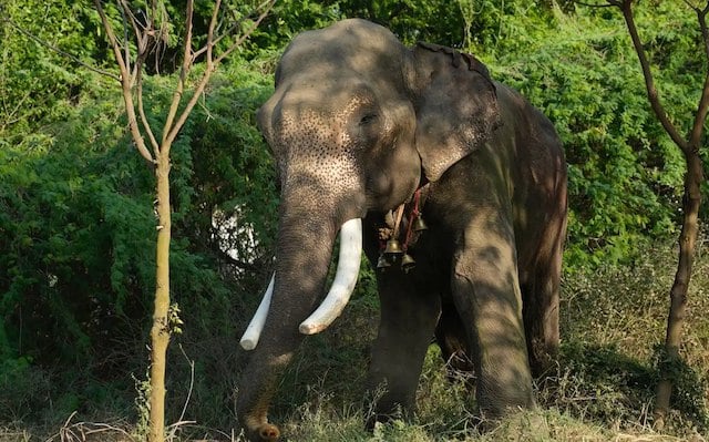 Veer, l'&eacute;l&eacute;phant secouru 