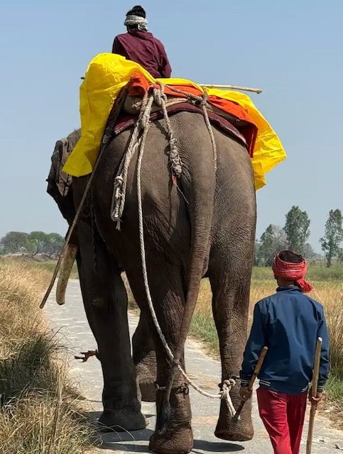 Veer, l'&eacute;l&eacute;phant secouru 