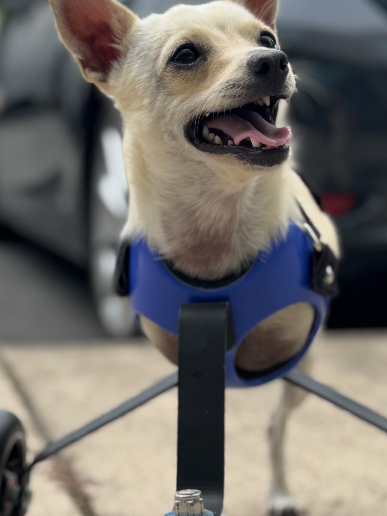 Un chihuahua nomm&eacute; Roo