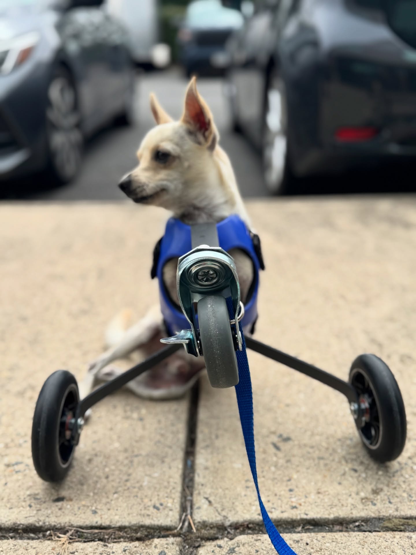 Un chihuahua nomm&eacute; Roo