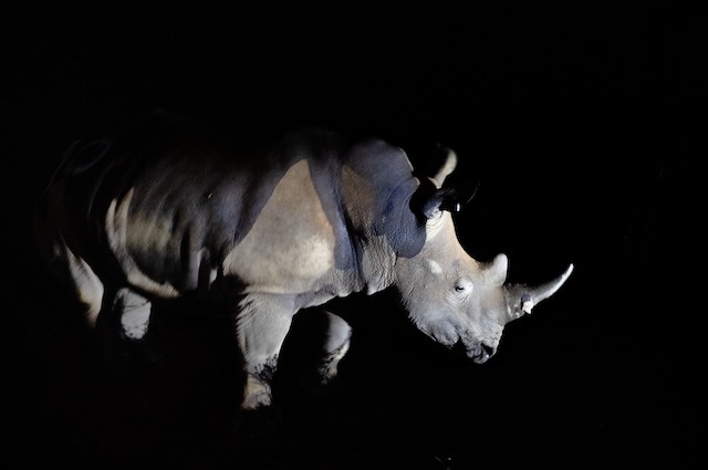 L'un des rhinoc&eacute;ros blancs r&eacute;introduits dans la nature 