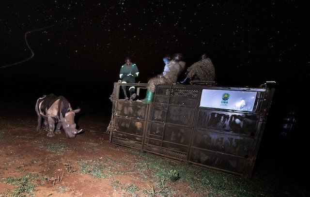 L'un des rhinoc&eacute;ros blancs r&eacute;introduits dans la nature 