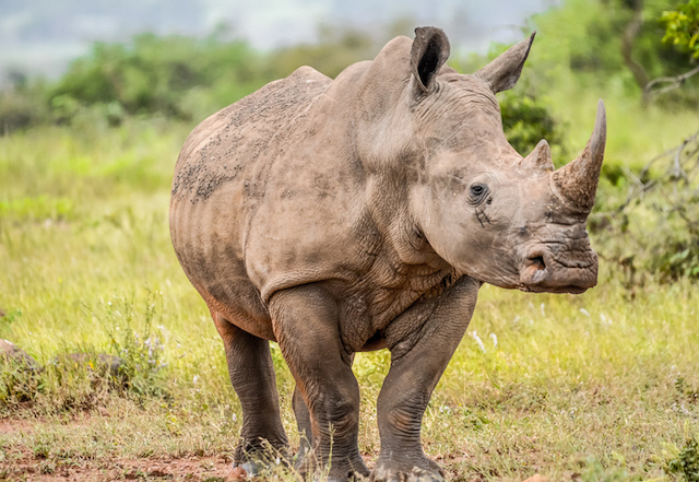 Un rhinoc&eacute;ros blanc dans la nature 