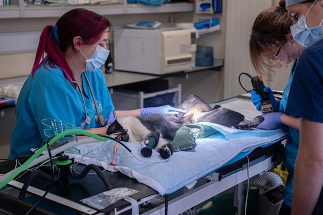 Masaya, la guenon roloway, pendant son op&eacute;ration