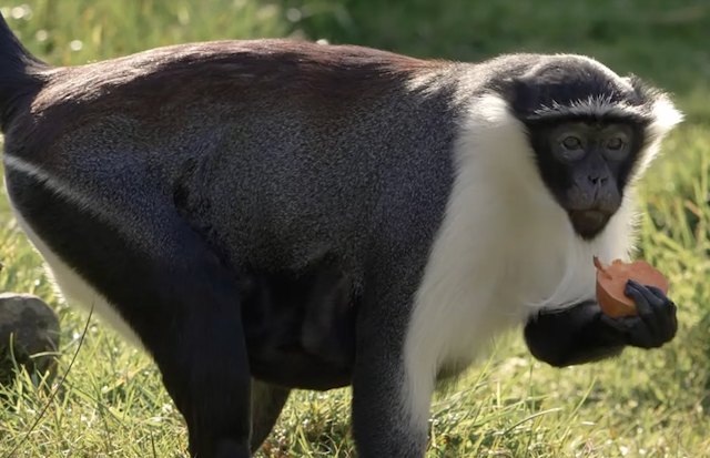 Masaya est en bonne voie de se r&eacute;tablir au zoo de Chester