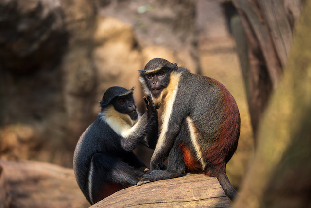 Deux cercopith&egrave;ques de Roloway