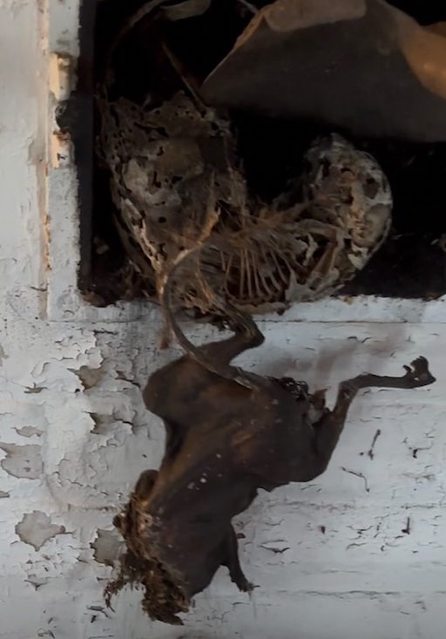 Capture d'&eacute;cran Instagram 