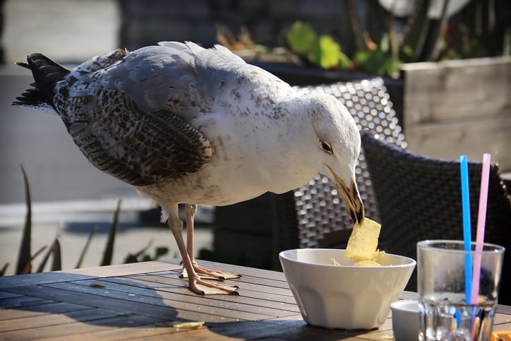 Une mouette vole de la nourriture