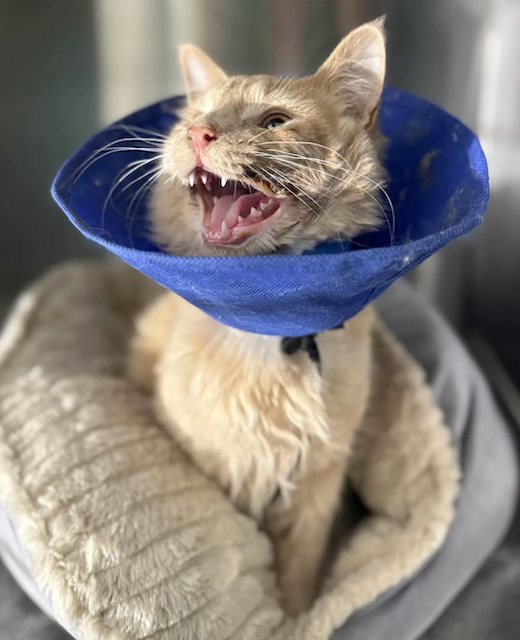 Queseo, le chat sauv&eacute; de l'euthanasie 