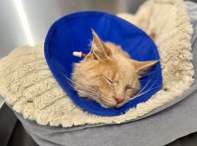 Queseo, le chat sauv&eacute; de l'euthanasie 