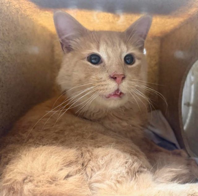 Queseo, le chat sauv&eacute; de l'euthanasie 