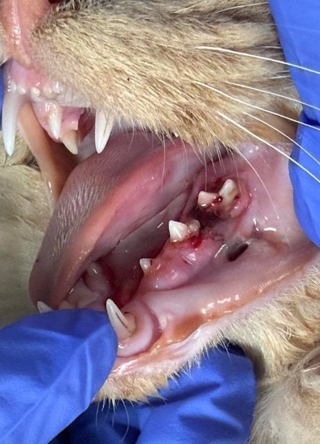 Queseo, le chat sauv&eacute; de l'euthanasie 