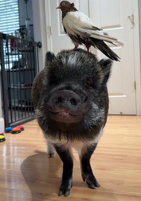 Merlin, le cochon parlant 