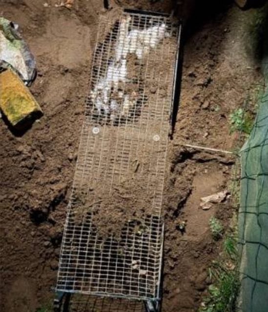 Une photo montrant Yoko enferm&eacute; dans la cage