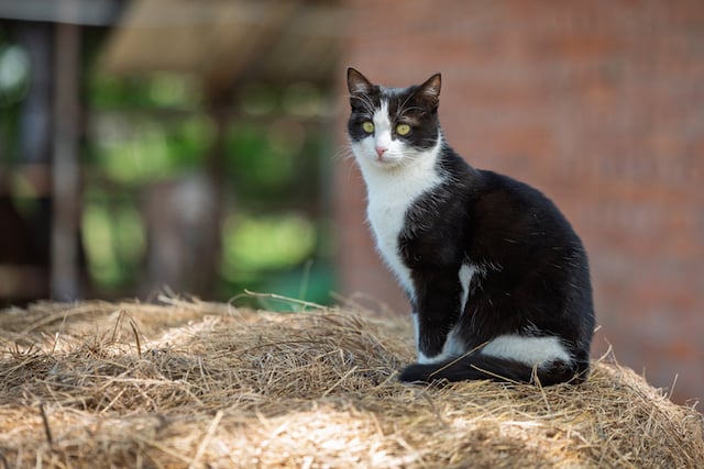 Un chat noir et blanc