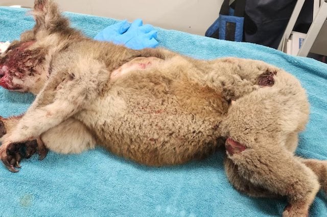 Image montrant le koala bless&eacute; 