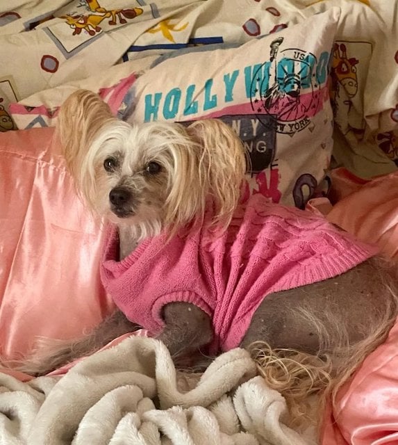 Titi, le chien de Loana