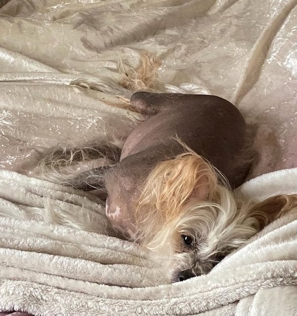 Titi, le chien de Loana