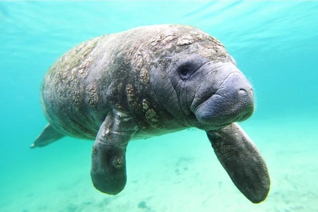 Gros plan sur un lamantin