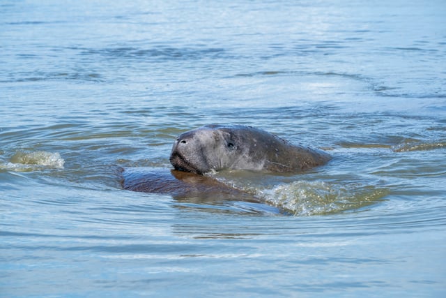 Un lamantin dans l'eau