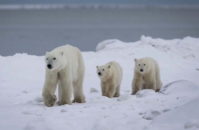 L'ourse polaire et ses deux petits 
