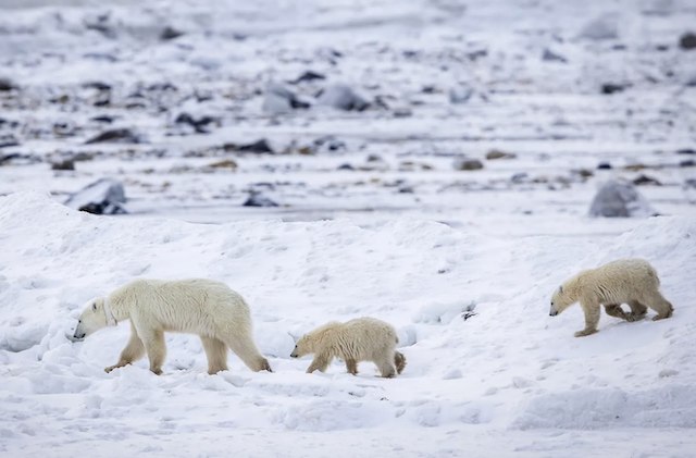 L'ourse polaire et ses deux petits 