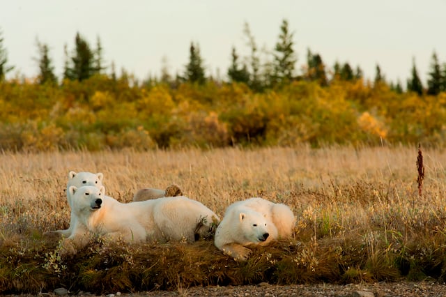 Trois ours polaires de Churchill 