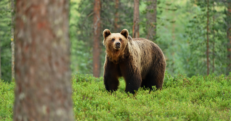 La population d'ours dans les Pyrénées atteint 76 éléments en 2022, un  nouveau record 