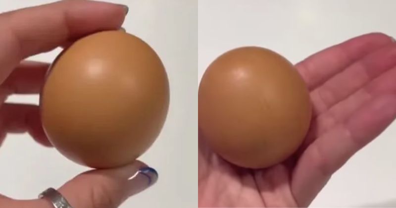 « Un sur un milliard » : rarissime, cet œuf parfaitement rond pourrait