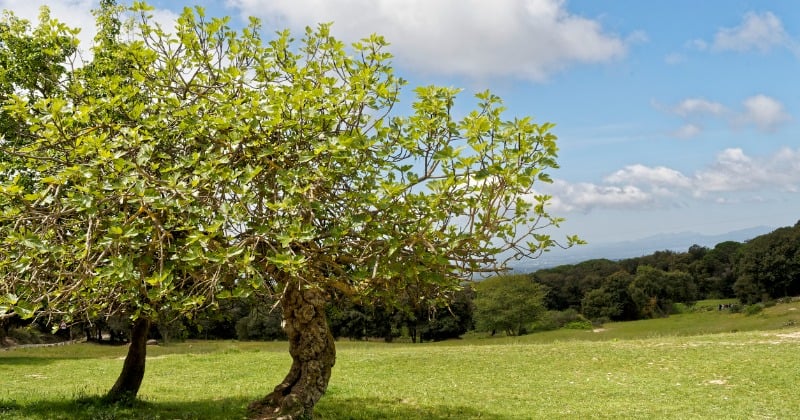 Attention, cet arbre aux fruits délicieux qui pousse en France est