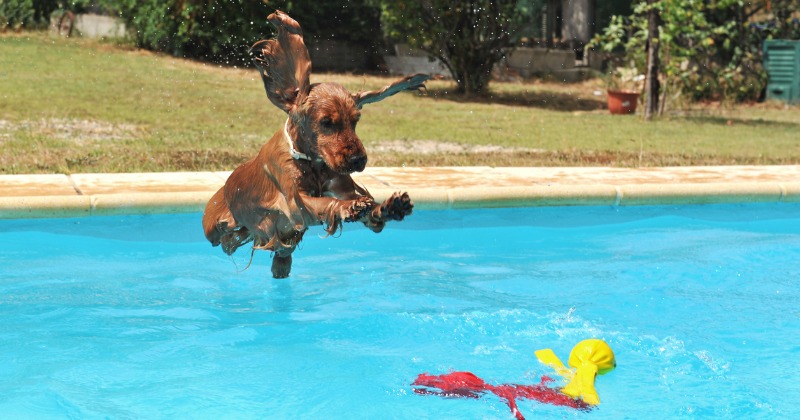 Faut-il laisser jouer le chien dans la piscine ? Quels risques ?