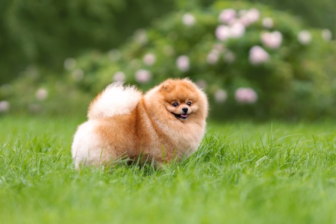 Top 12 des races de petits chiens calmes