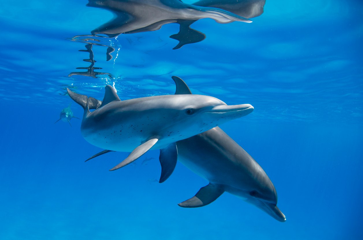 Florida: driven mad by its poor living conditions, a dolphin attacks