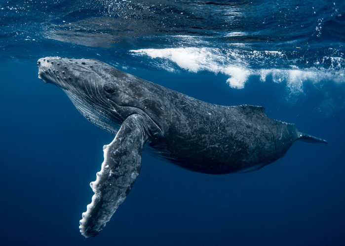 Per la prima volta al mondo gli scienziati dialogano con una balena nella sua lingua!