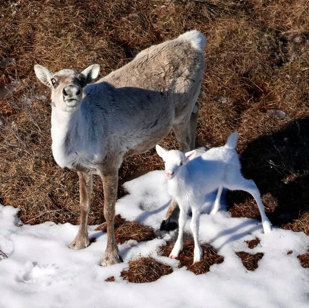 bébé caribou tout blanc aux yeux rouges et sa maman