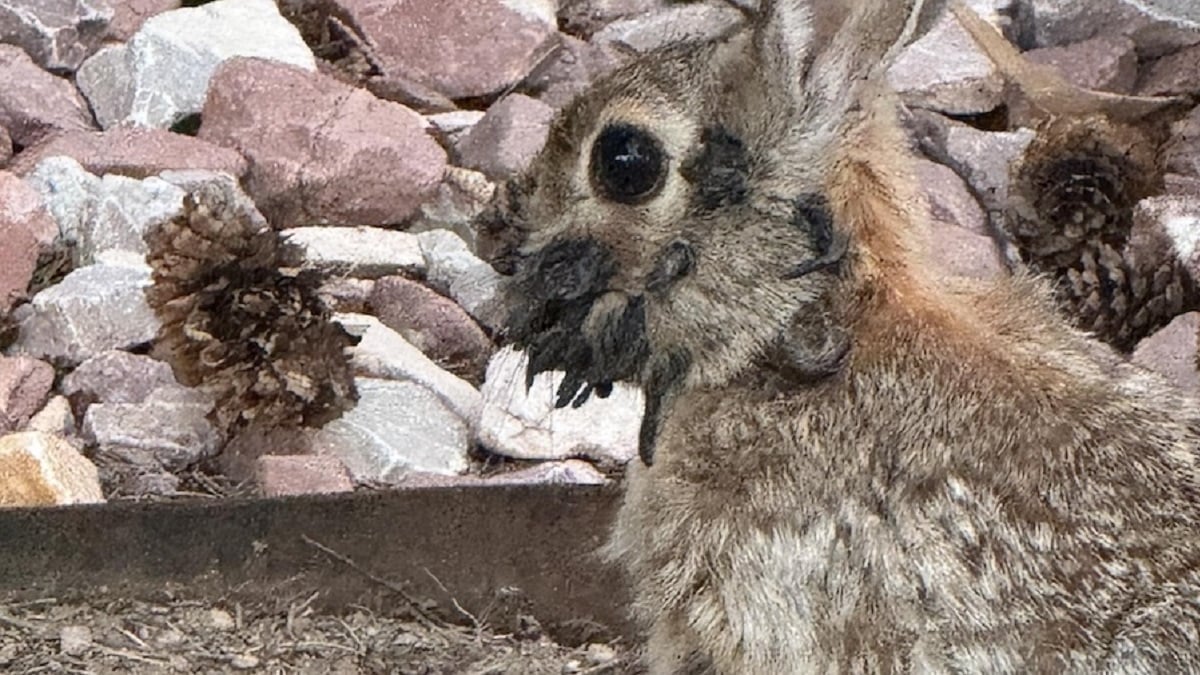 Lapin avec protubérances sur le visage