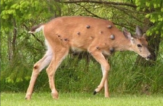 Cerf avec des verrues noires