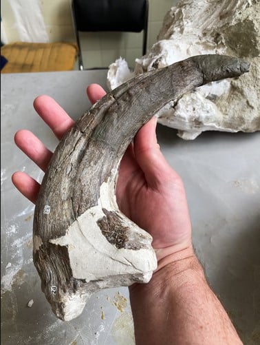 Dent de megaraptor découverte en Argentine