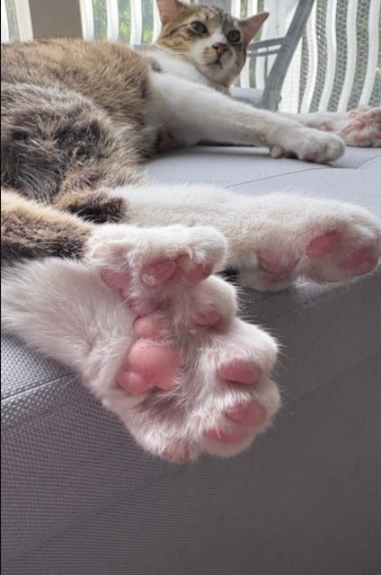 Toby, le chat n&eacute; avec une particularit&eacute; extraordinaire 