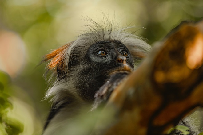 Singes rouges sur une branche © Temidayo