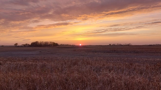 Champs à Pipestone dans le Manitoba