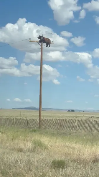 Un ours perch&eacute; au sommet d'un poteau &eacute;lectrique